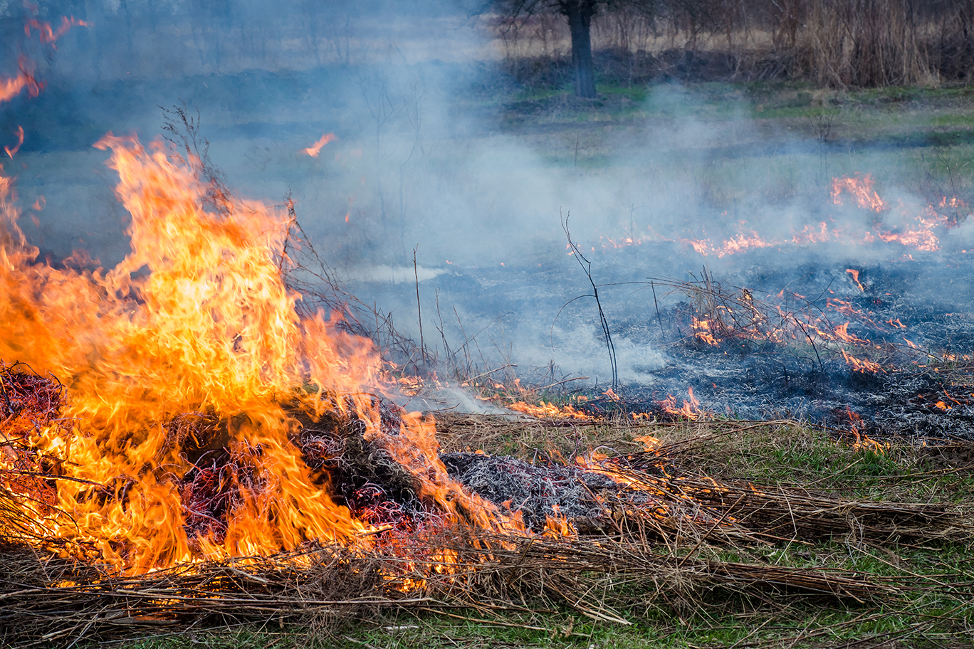 burnt grass from fire pit