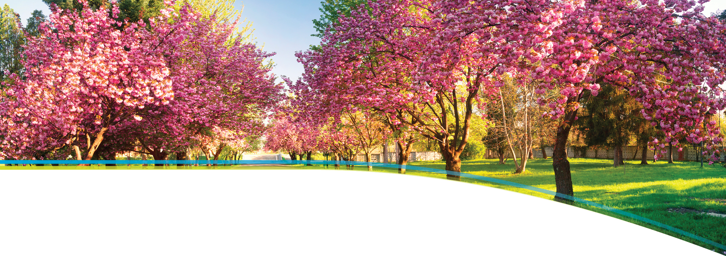 Cherry blossom trees image