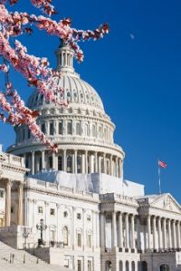 Capitol building with cherry blossoms, Washington DC